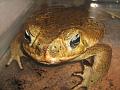 Bufo marinus (Rhinella marina)  Cane Toad17